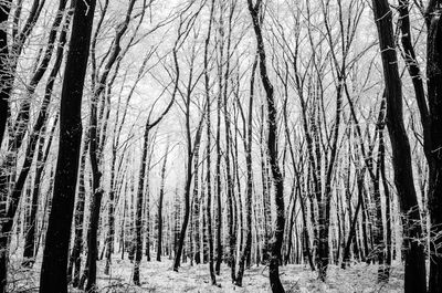 Bare trees in forest during winter