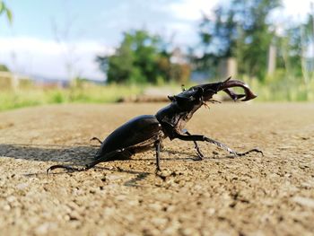 Close-up of insect on road