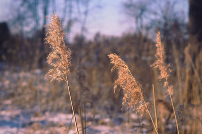 Close-up of stalks on field against sky