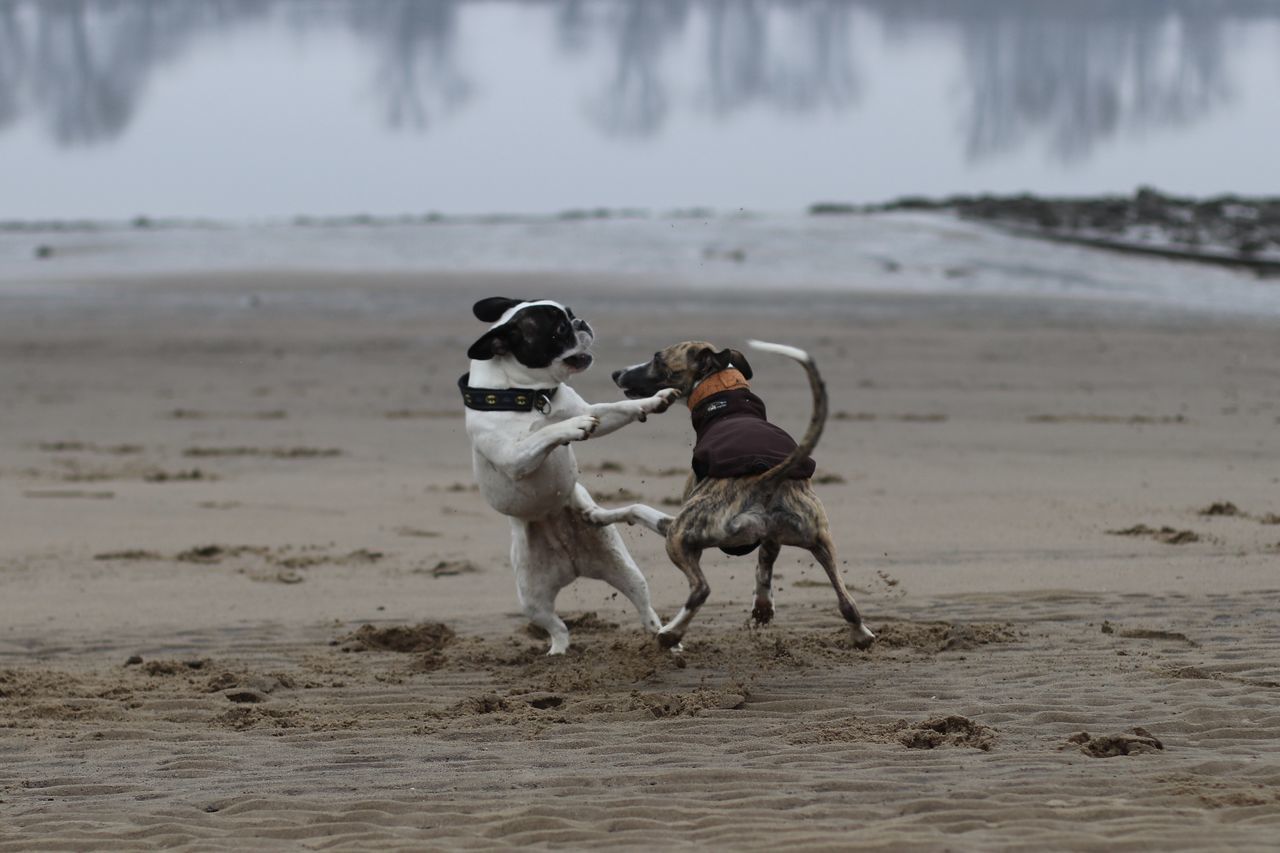 Hunde am strand