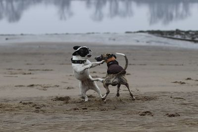 Dog fighting on sand at beach