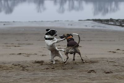 Dog running on beach