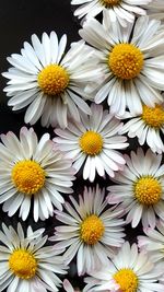 Close-up of white daisy flowers against black background