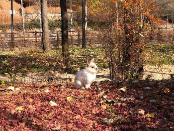 Cat sitting on a field