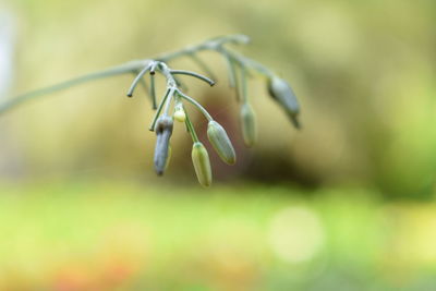 Close-up of flower