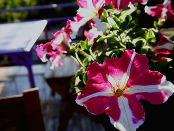 Close-up of pink flowers blooming outdoors