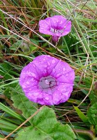 Close-up of purple crocus flowers on field