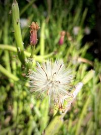 Close-up of dandelion flower