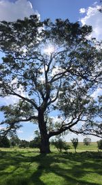 Low angle view of trees against sky