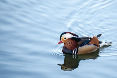 Duck swimming in lake