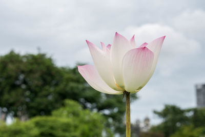 Close-up of pink lily