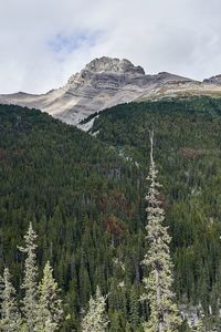 Pine trees on snowcapped mountains against sky