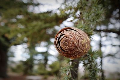 Close-up of snail on tree