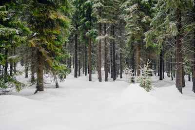 Snow covered pine trees in forest