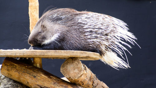 Close-up of an animal