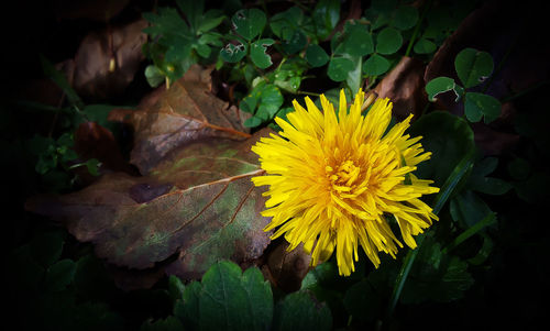 Close-up of yellow flower