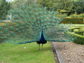 High angle view of peacock on field