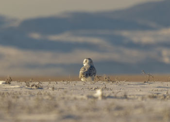 View of a bird on the beach