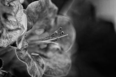 Close-up of insect on flower