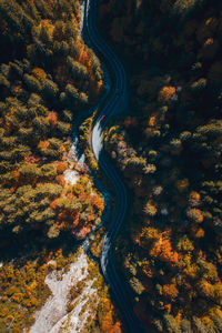 High angle view of road amidst trees during autumn