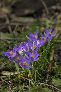 Close-up of purple crocus blooming outdoors