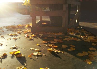 Fallen leaves on ground