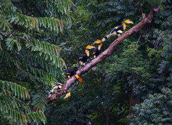 View of a bird on a forest