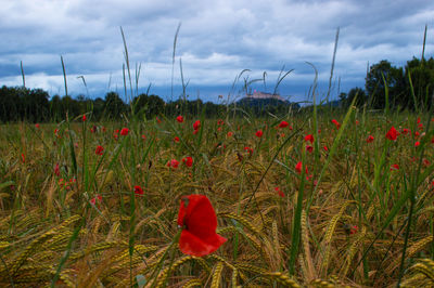 Plants growing on field against cloudy sky