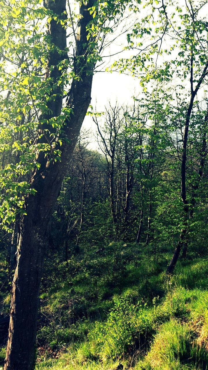 VIEW OF TREES IN FOREST