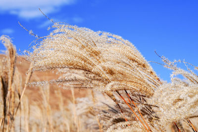 Low angle view of plant against clear blue sky