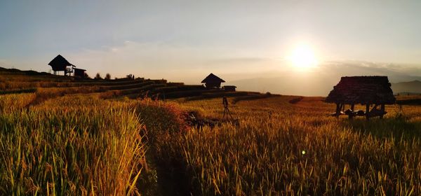 Scenic view of agricultural field against sky during sunset