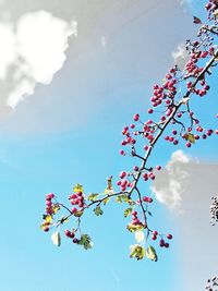 Low angle view of pink flowering tree against sky