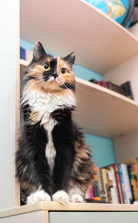 Beautiful cute pet three-color fluffy cat is sitting on bookcase shelf in room. 