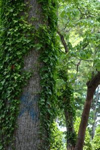 Trees growing in forest