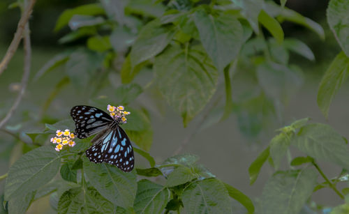 Butterfly on leaf