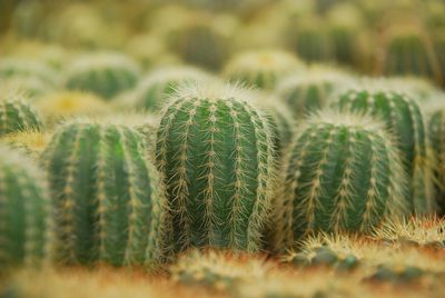 Close-up of cactus plant growing on field