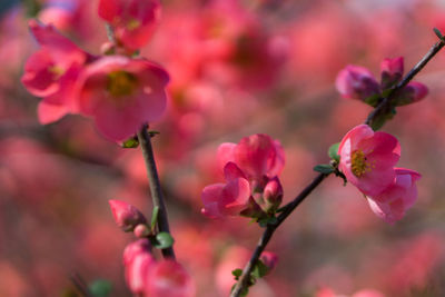 Close-up of pink flowers