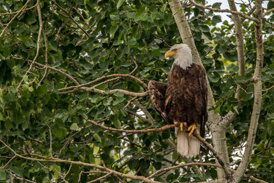 Low angle view of bald eagle perching on branch