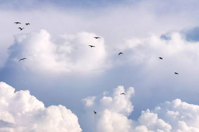 Low angle view of birds flying in sky