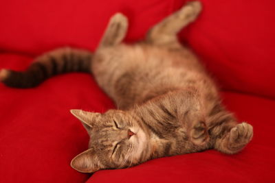 Close-up of a cat sleeping