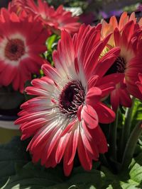 Close-up of red flower