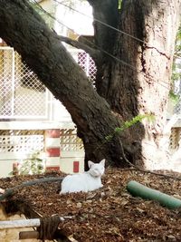 Cat sitting on tree trunk