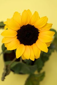 Close-up of sunflower blooming against yellow background