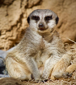 Close-up of an animal sitting on field at zoo