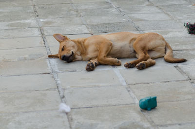 Dog sleeping on street