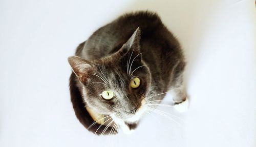 Close-up of cat sitting against white background