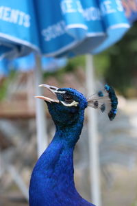 Close-up of peacock