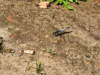 High angle view of insect on land