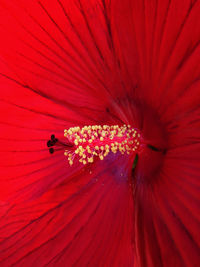 Close-up of red flower