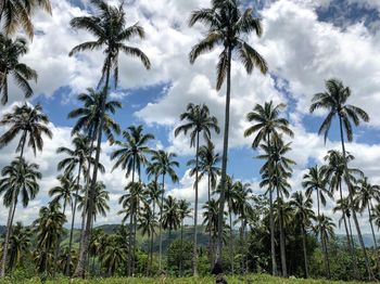 Palm trees on field against sky